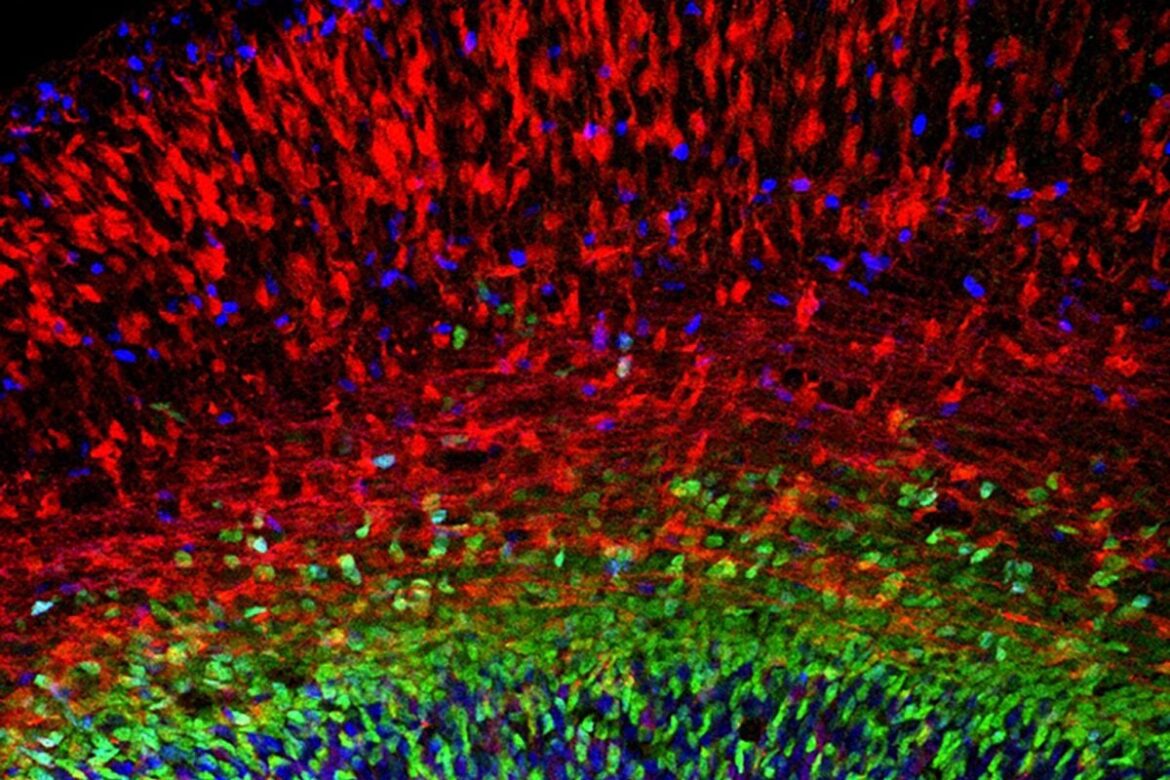 Researchers create atlas of developing mouse brain